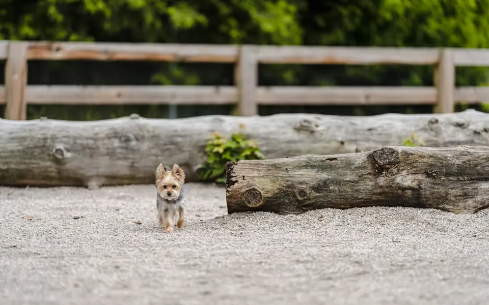 Top Dog Parks in Lakeway: Where to Take Your Furry Friend