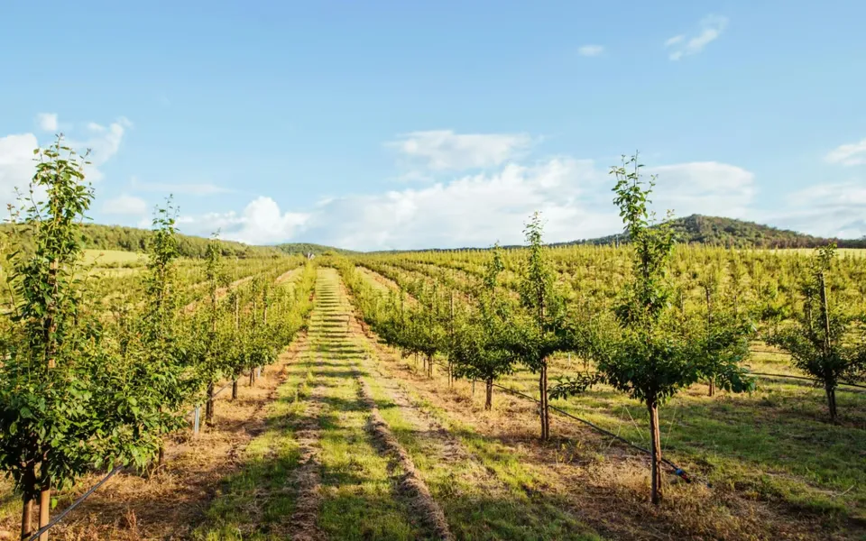 Guide to the Best Wineries Around Lakeway, TX