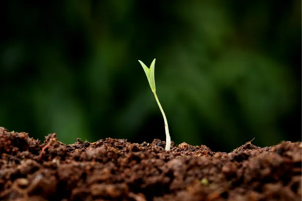 a small plant sprouting from the soil in front of a green background