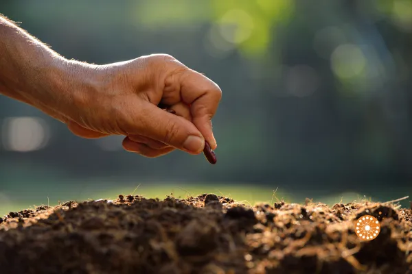 a hand is holding a seed in the soil