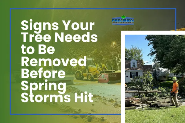 Signs Your Tree Needs to Be Removed Before Spring Storms Hit