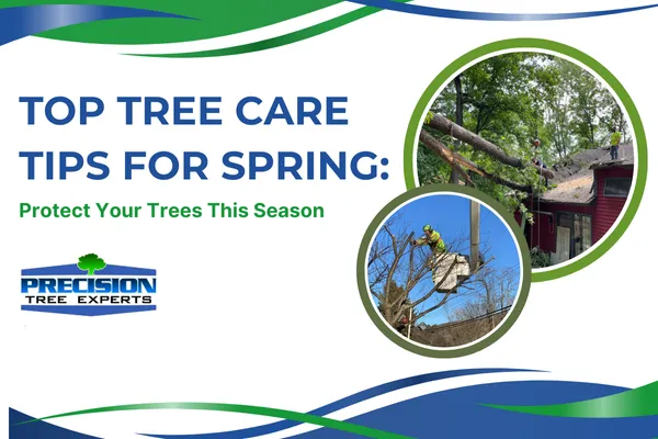 Top Tree Care Tips for Spring: Protect Your Trees This Season