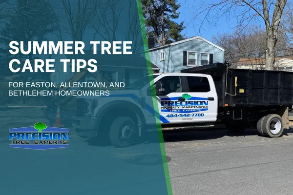 Summer Tree Care Tips for Easton, Allentown, and Bethlehem Homeowners