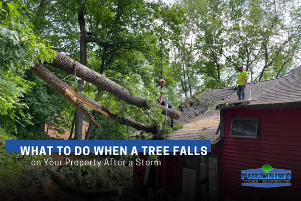 What to Do When a Tree Falls on Your Property After a Storm