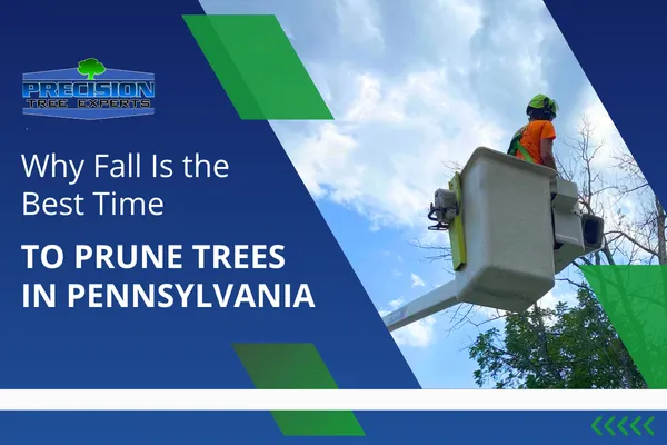  Why Fall Is the Best Time to Prune Trees in Pennsylvania
