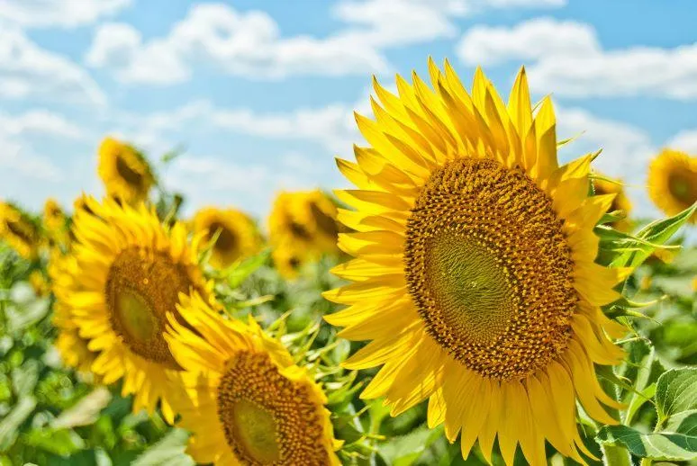 bild-sonnenblumen