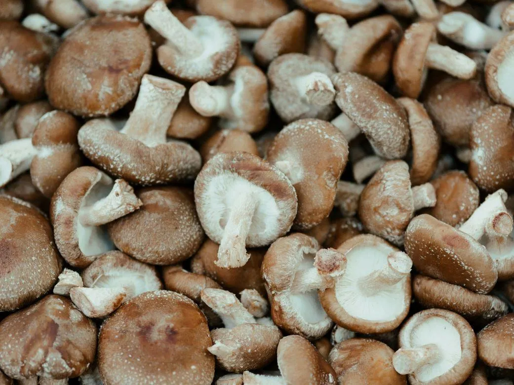 VEGETARISCHE SUPPE MT SHIITAKE-PILZEN