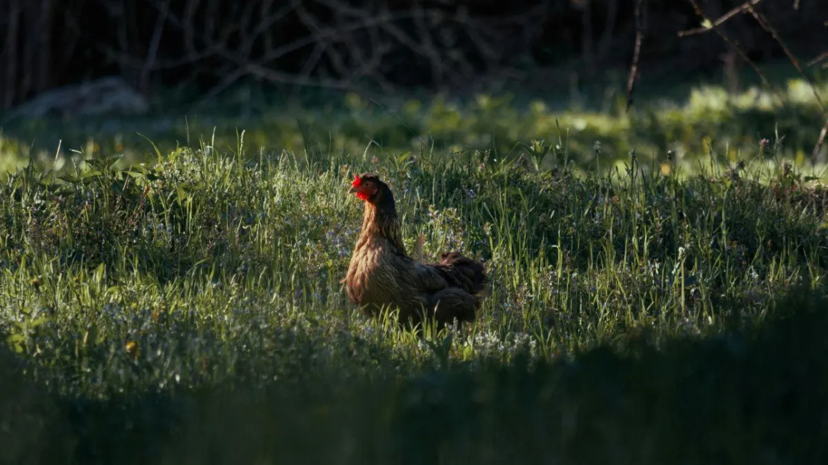GRÜNES HUHN MIT GEMÜSE-HIRSE