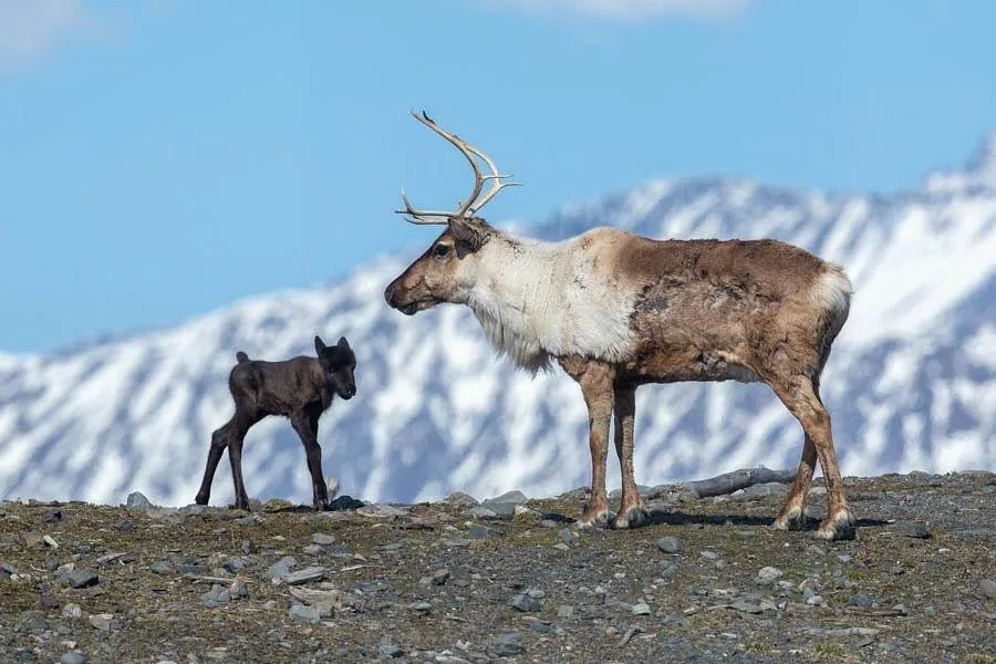 From Moose to Majestic Views: Discover the Wild Heart of Anchorage at JBER