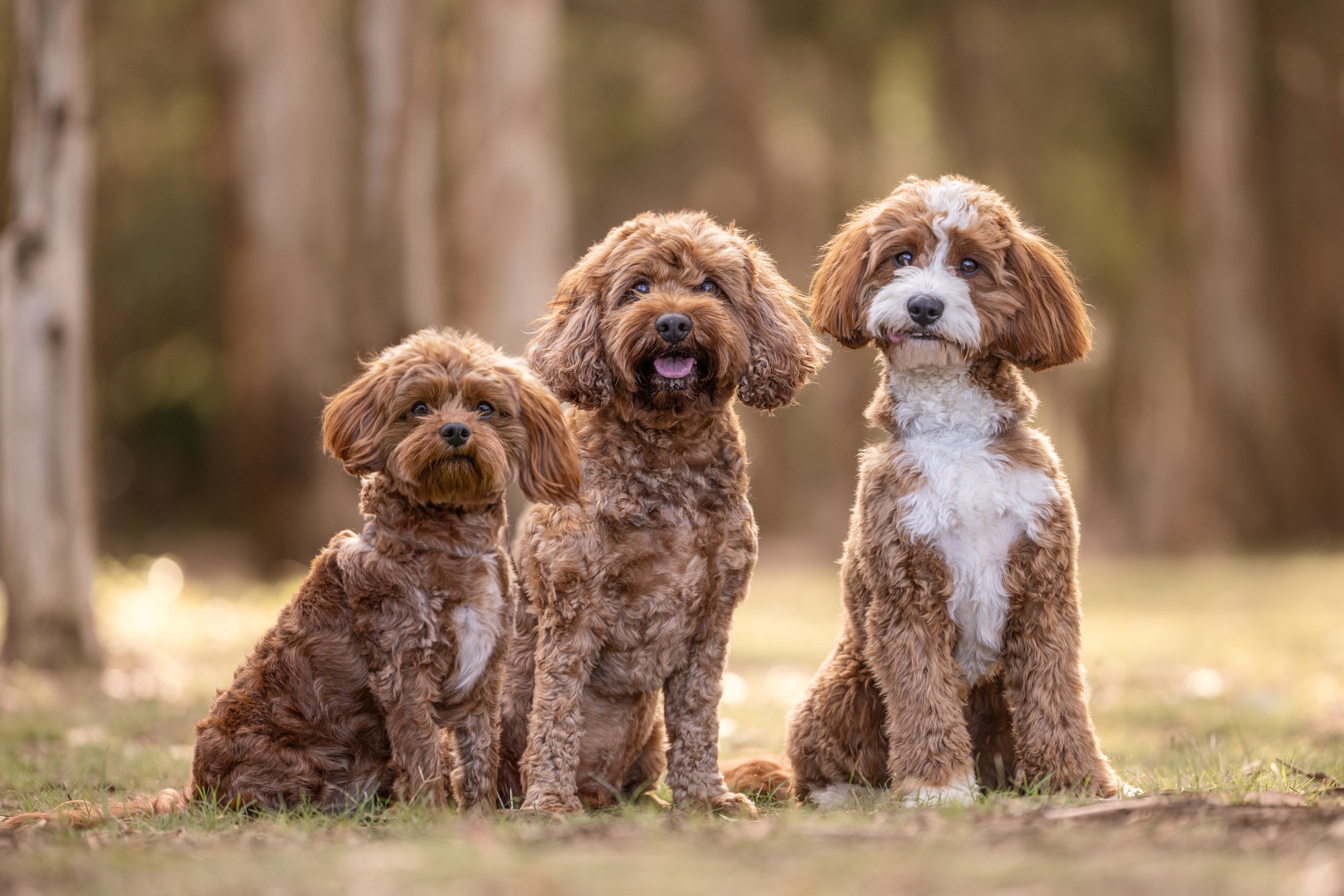 Why My Pet Photography Prices Are Lower Than Many Others