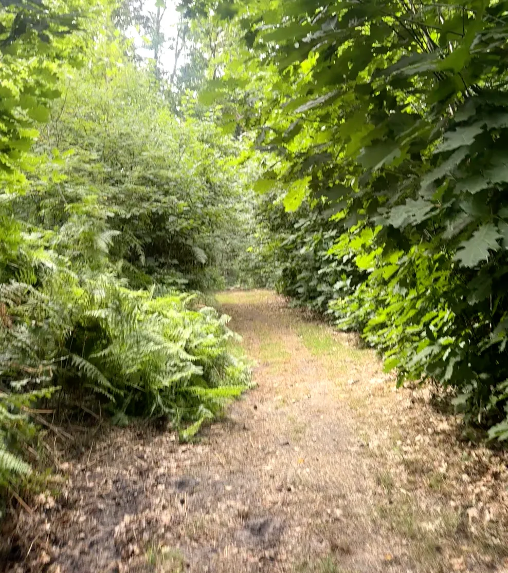 Ochtendwandeling vanaf knooppunt 105 – Ontwaken in stilte tussen vijvers en bomen