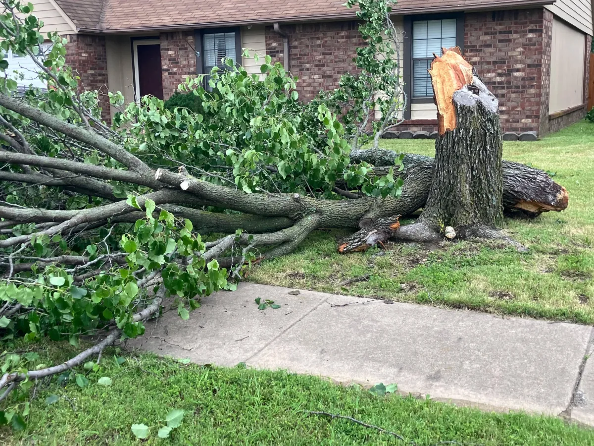 Downed Tree Cleanup