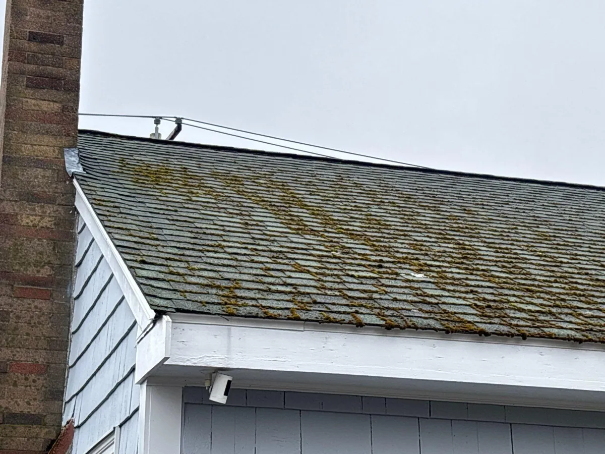 How to remove moss from your roof? Safe DIY guide 