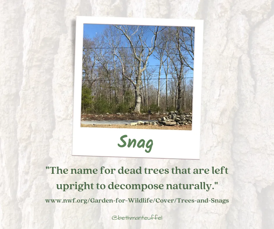 Text says Snag "The name for dead trees that are left upright to decompose naturally" definition from nwf.org, with picture of standing dead tree