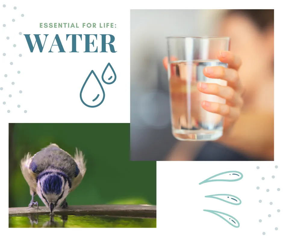 Text "Essential for Life: WATER" with image of glass of water held, and picture of bird drinking from birdbath. Graphics of water droplets.