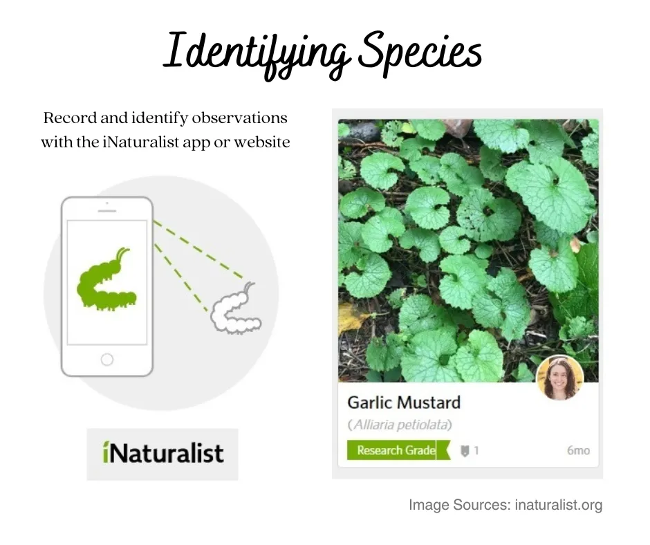 Text Identifying Species with image of Garlic Mustard identified, and cell phone photographing caterpillar through iNaturalist app
