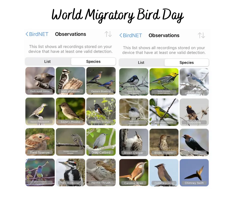 Several bird species identified in BirdNET app