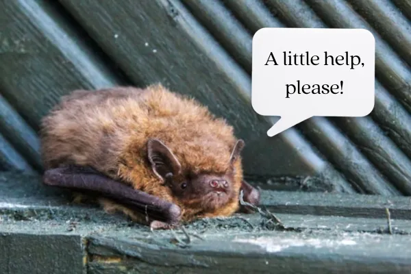 Bat Conservation image with bat on roof and text bubble "a little help please"