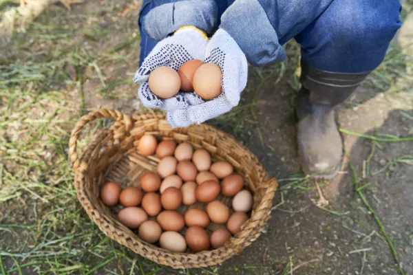 What the Cluck Egg Stand