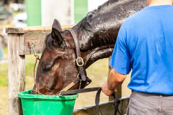 Local Colorado Horse Resources