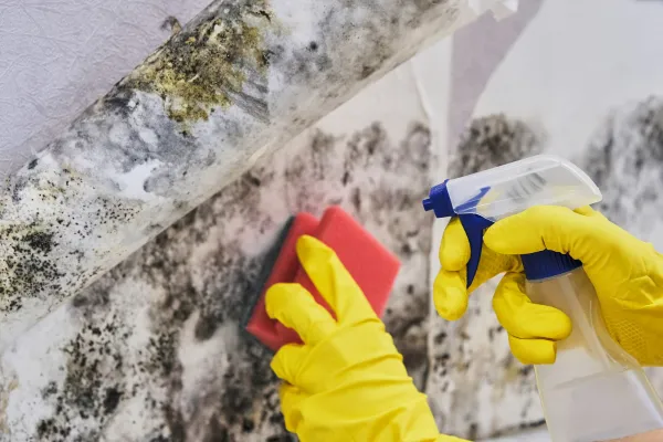 Mold Removal Express