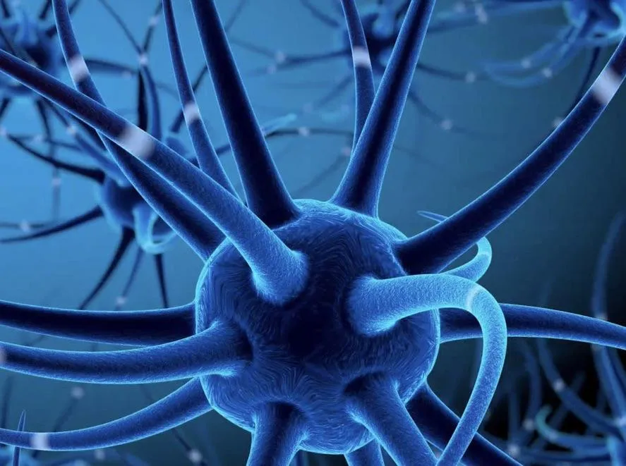 Apoptoz ve Beyin Gelişimi: Sinapsların Doğal Budanması