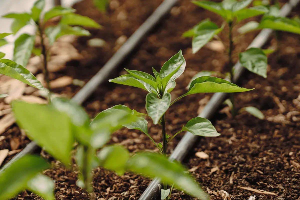 Why We Need to Protect Our Soil