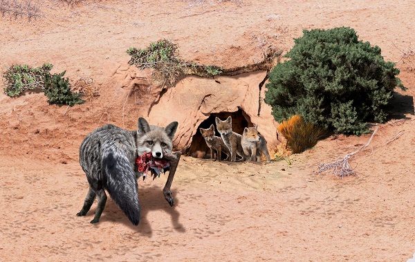 MADRIGUERA Y GUANACO CON MORDIDAS