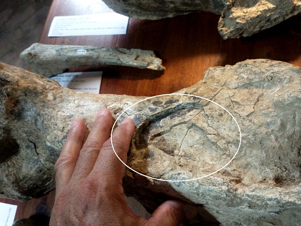 UN PISOTÓN DE 200.000 AÑOS