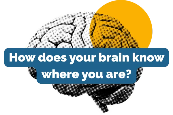 How Does My Brain Know Where I am Anyway?

