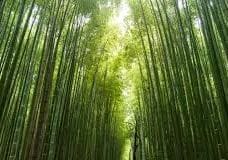 Bambu Ağacı Hikayesi