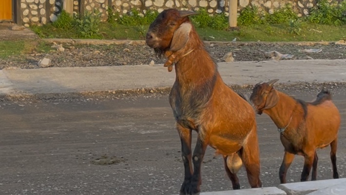 West Sumbawa goats