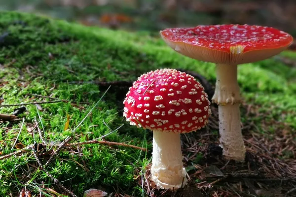 The Fly Agaric Came to Me