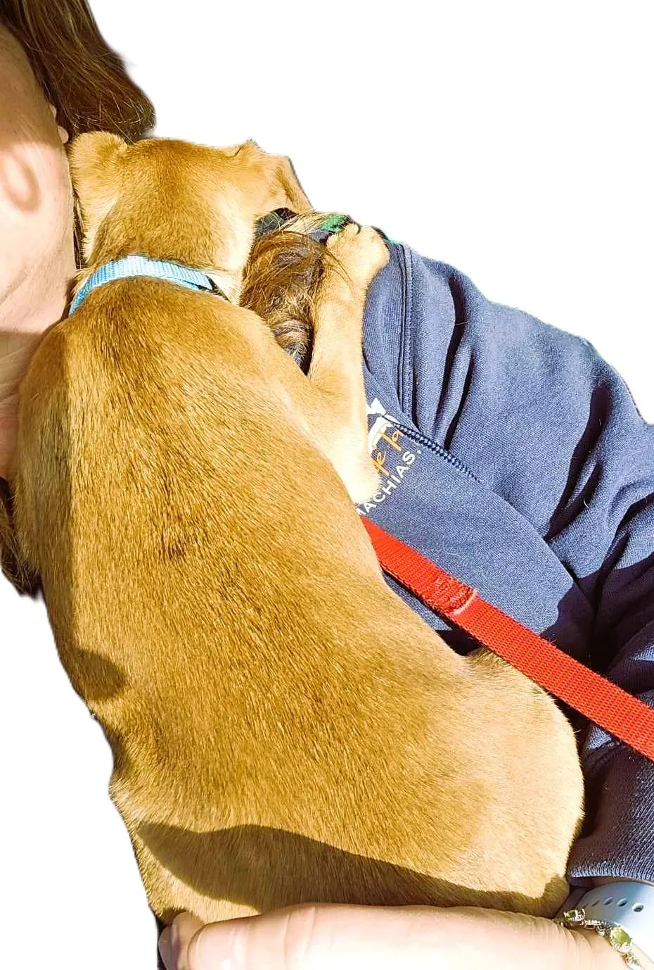 Astra Learning About Human Attention