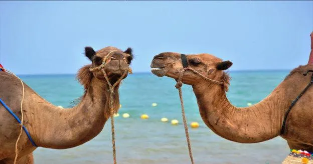 Tie up your camel