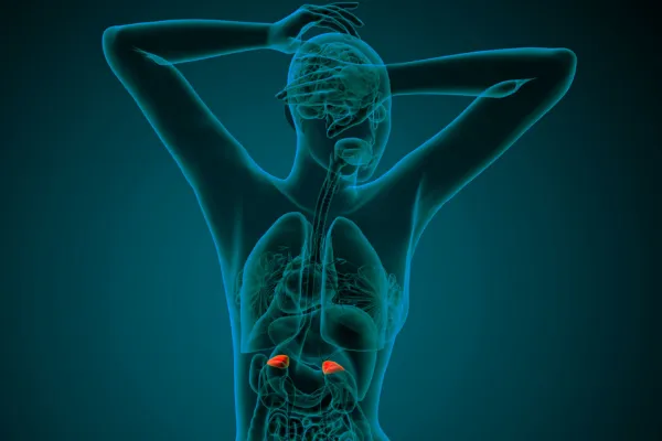 body with adrenals highlighted