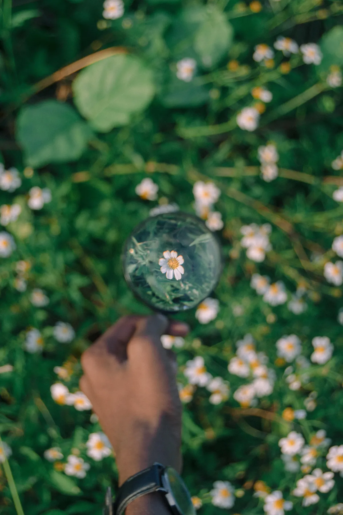 A field of green plants with small white flowers, maybe Chamomile, are out of focus.  A person's hand and wrist are in the middle of the picture, holding onto a magnifying glass, making one flower a larger focal point.