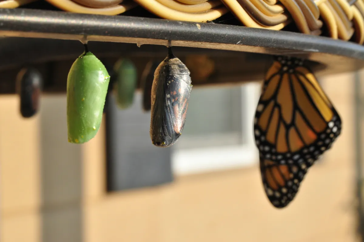 Three different stages of a Monarch butterfly chrysalis are hanging from a board.  Change isn't always easy.  But if butterflies can go through this level of transformation, so can we.