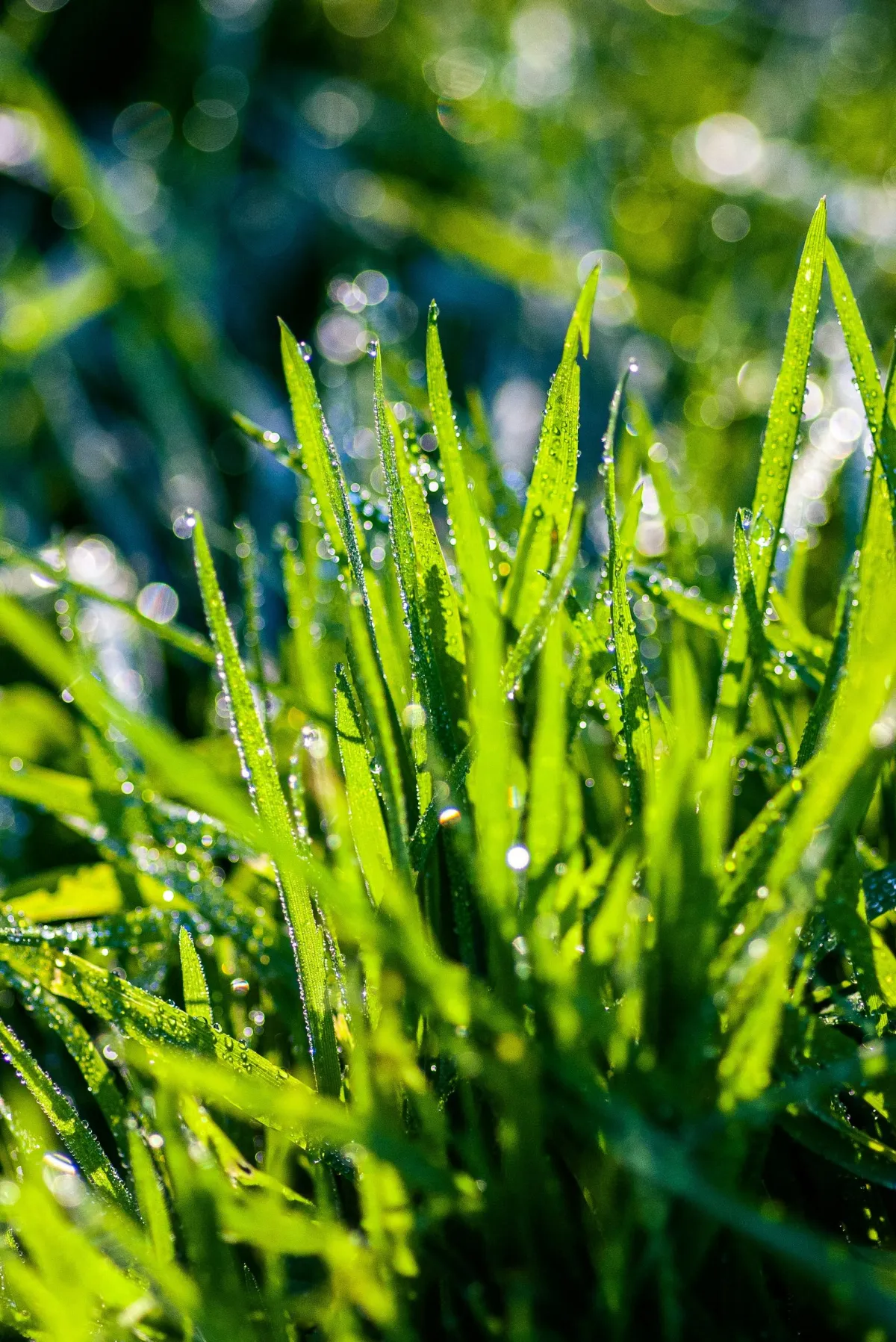 Vibrant green blades of grass are covered in morning dew, the sun highlighting the various shades of green.