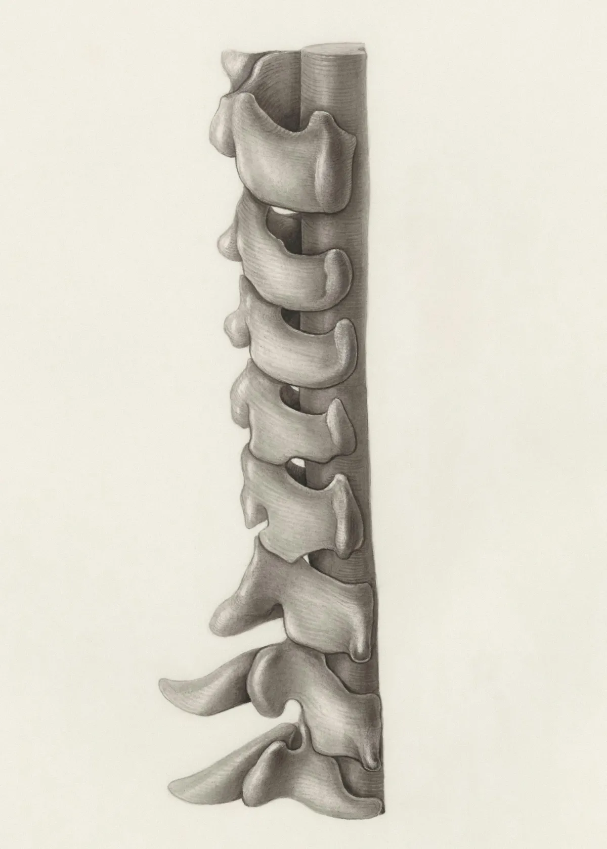 An illustration of a spine