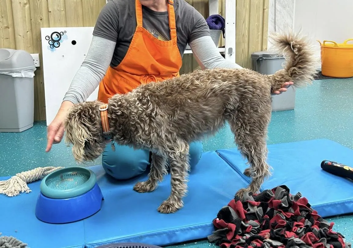Groomer working with dog