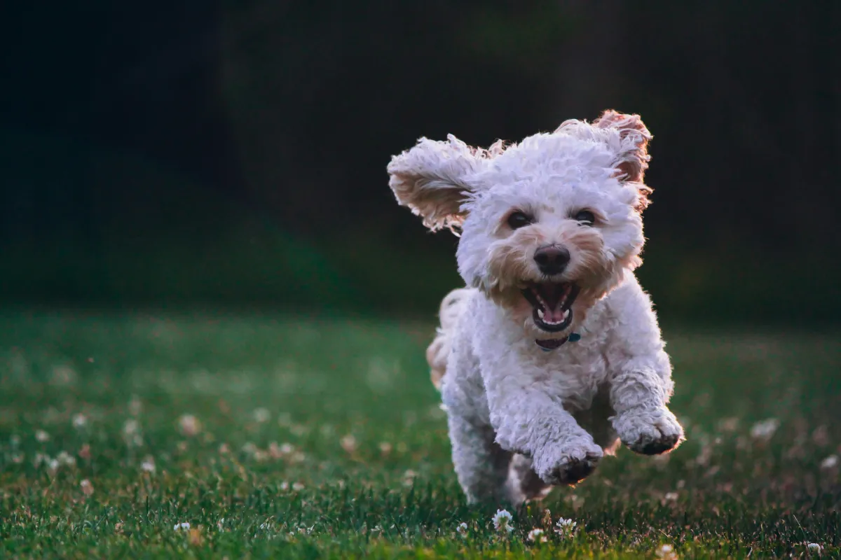 How to Find a Pet-Friendly RV Park Near Huntsville, AL
