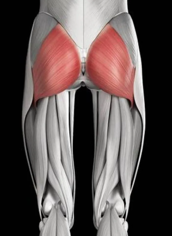 Glutes - the powerhouse