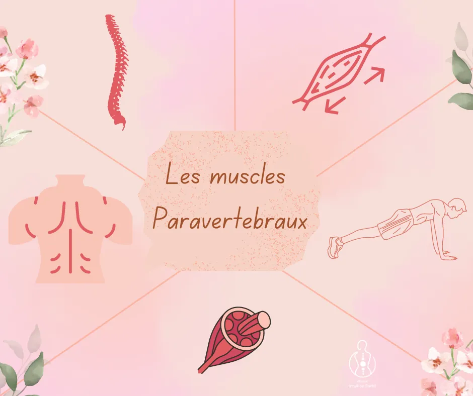 Les muscles paravertébraux