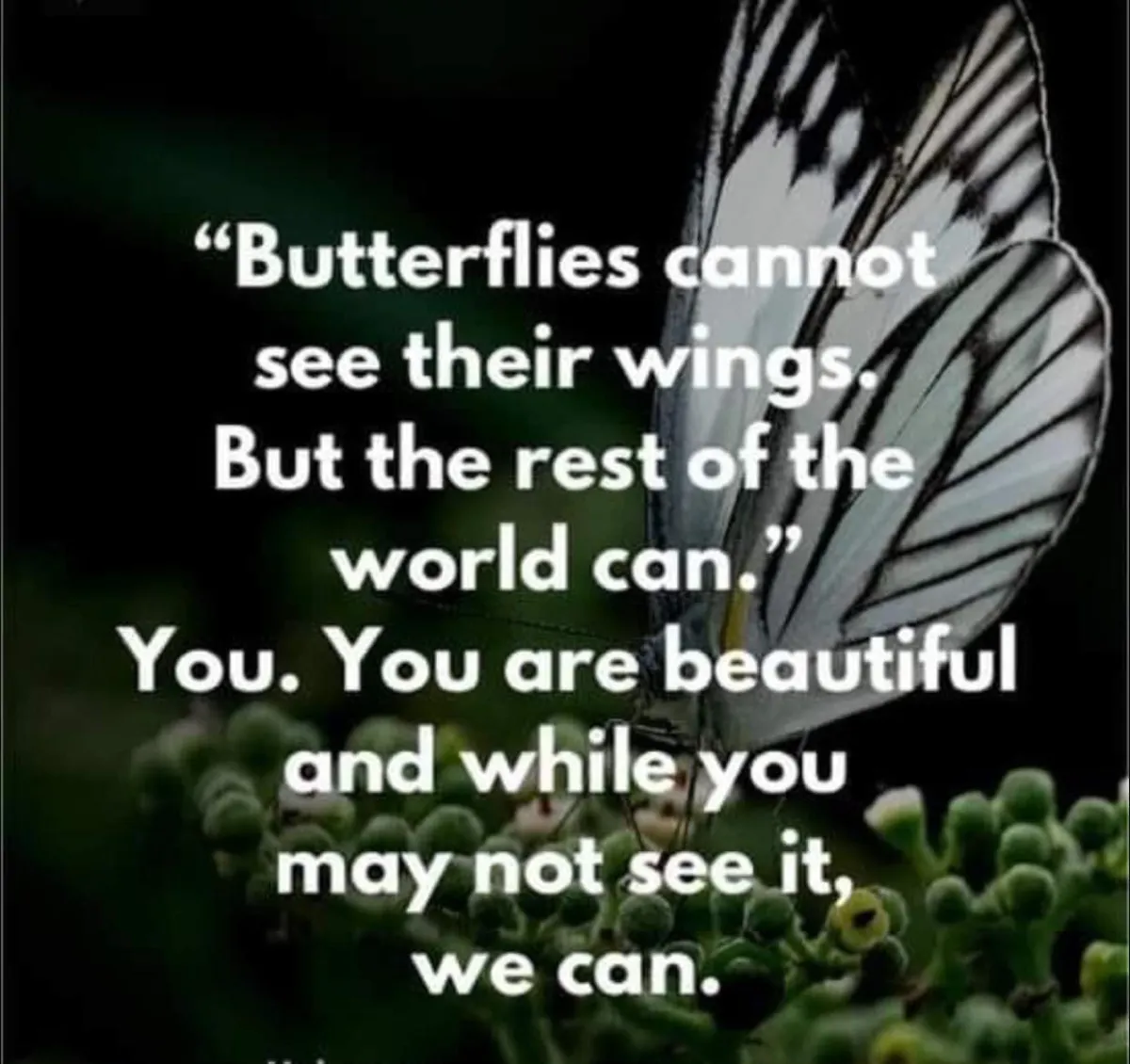 Butterflies