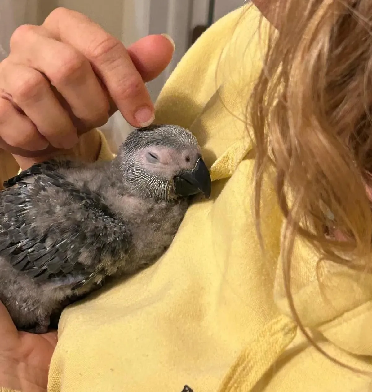 How to Teach Your African Grey Parrot to Talk