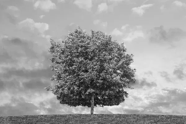 Black and white image of a large tree in the distance