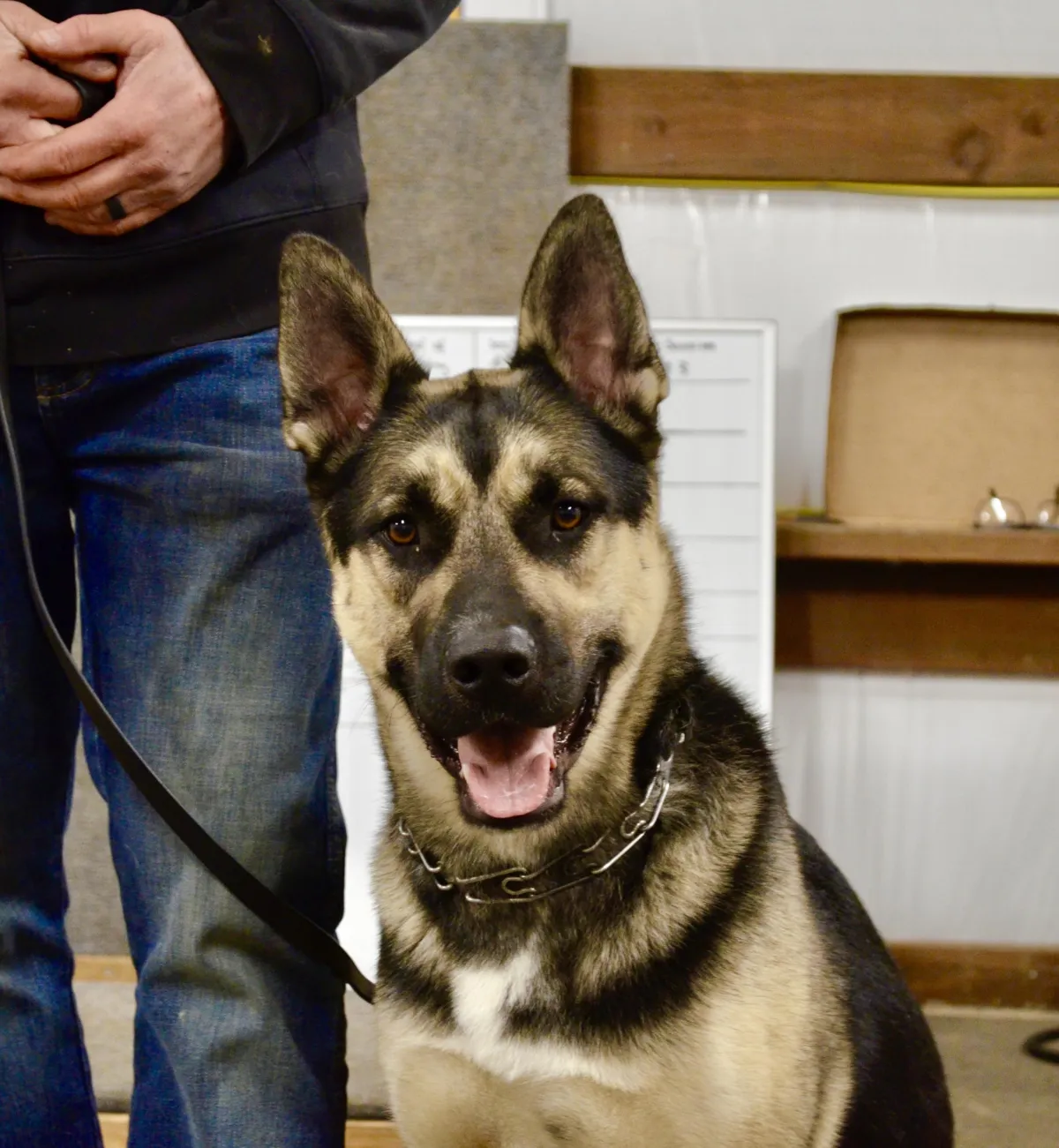 German Shepherd Training Class
