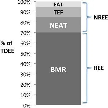 WHAT IS ENERGY BALANCE? SURPLUS, DEFICIT???