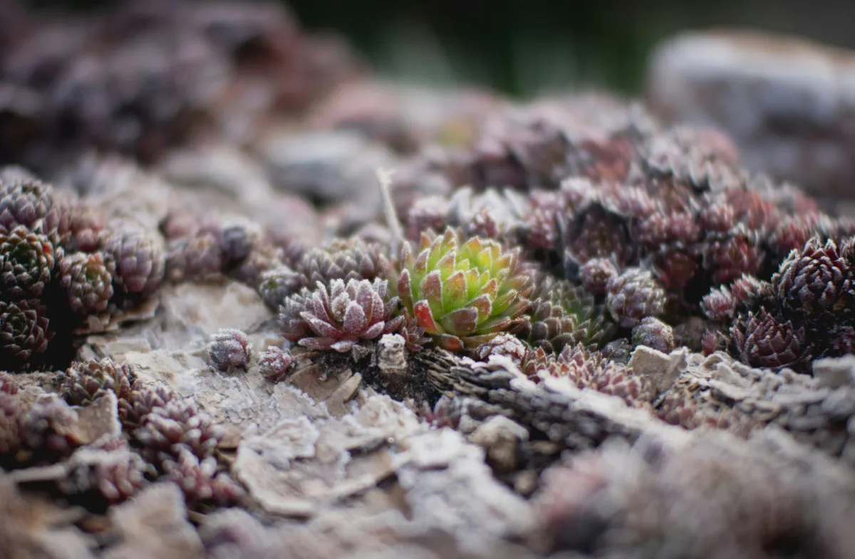 Winter Garden Preparation Guide for Southern Highlands Homeowners